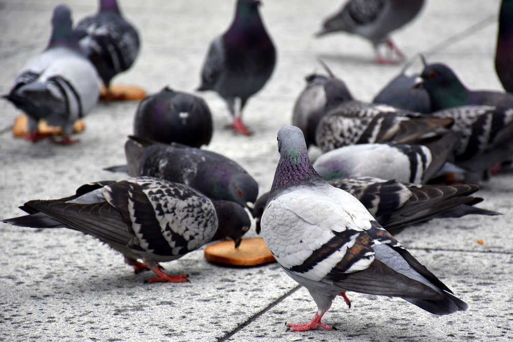 La suciedad provocada por las plagas de aves, un problema en múltiples ciudades