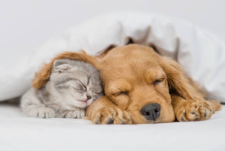 Otra vuelta de tuerca: ley de bienestar animal y el seguro para mascotas